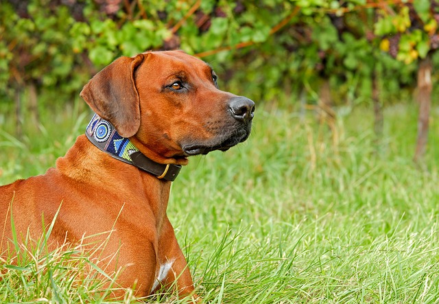 rhodéský ridgeback.jpg